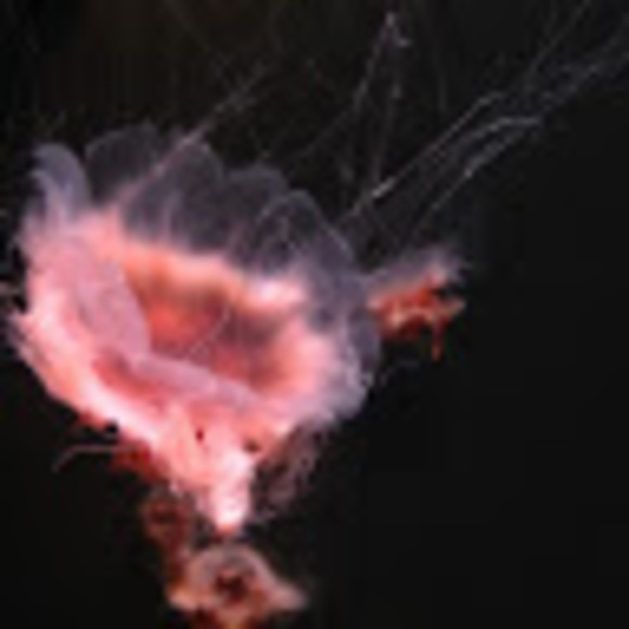 Meet your Posher, Mira - Picture 1 of 1